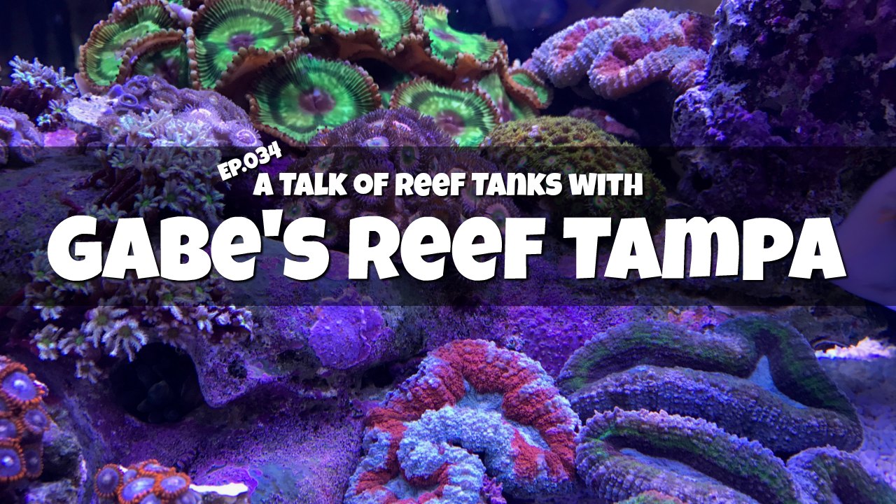 Gabe’s Reef Tampa