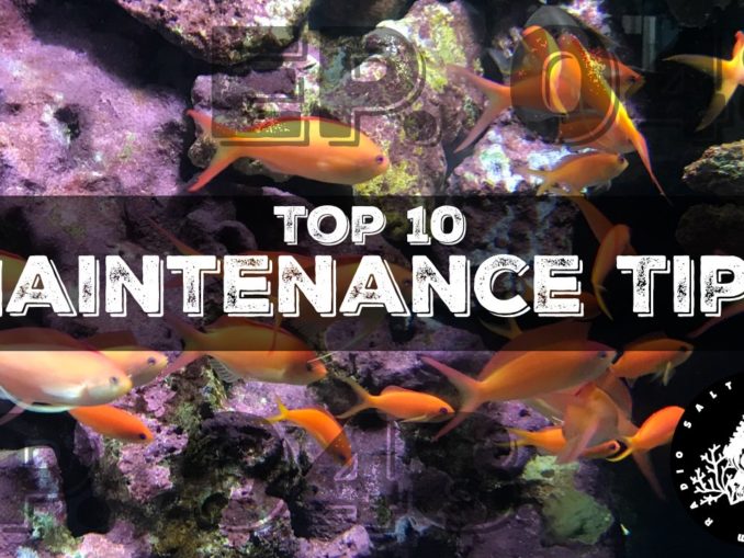 Picture of Saltwater Aquarium Radio Podcast 003: Saltwater Aquarium Maintenance ...