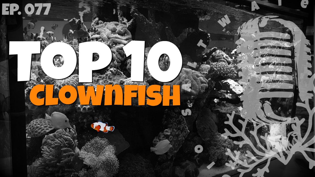 Clownfish-podcast-2
