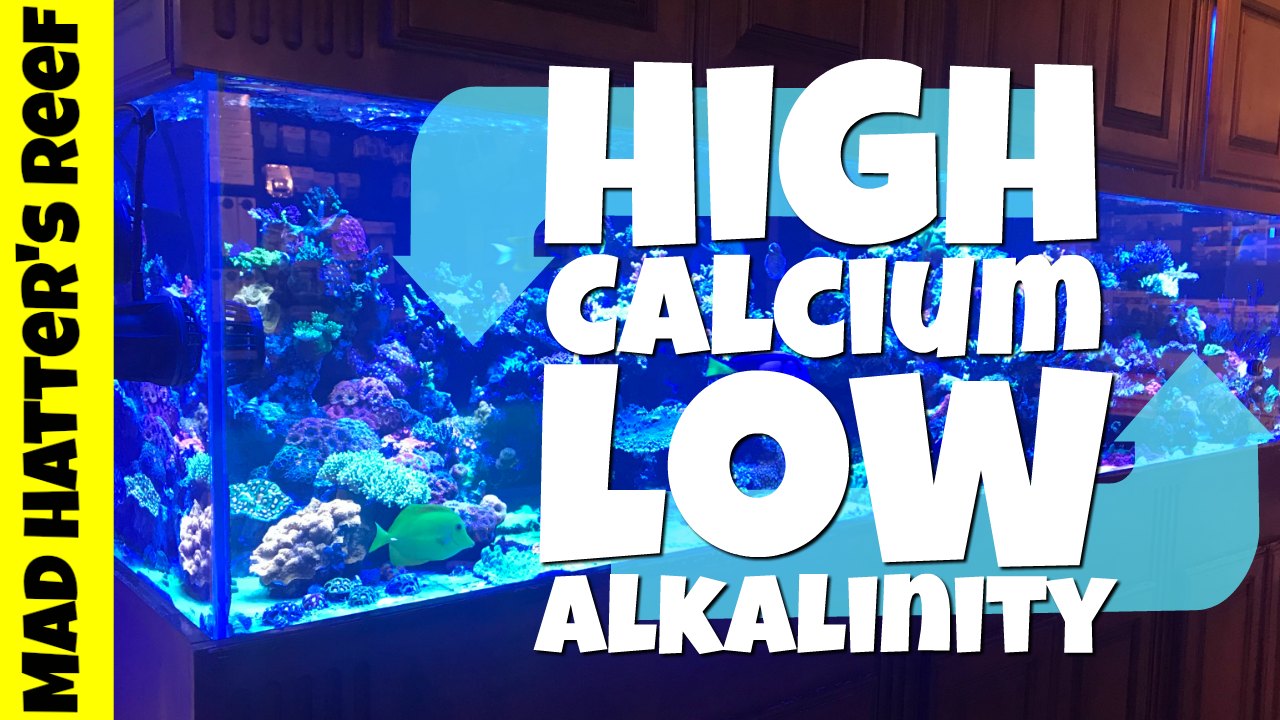 High-Calcium-and-Low-Alkalinity