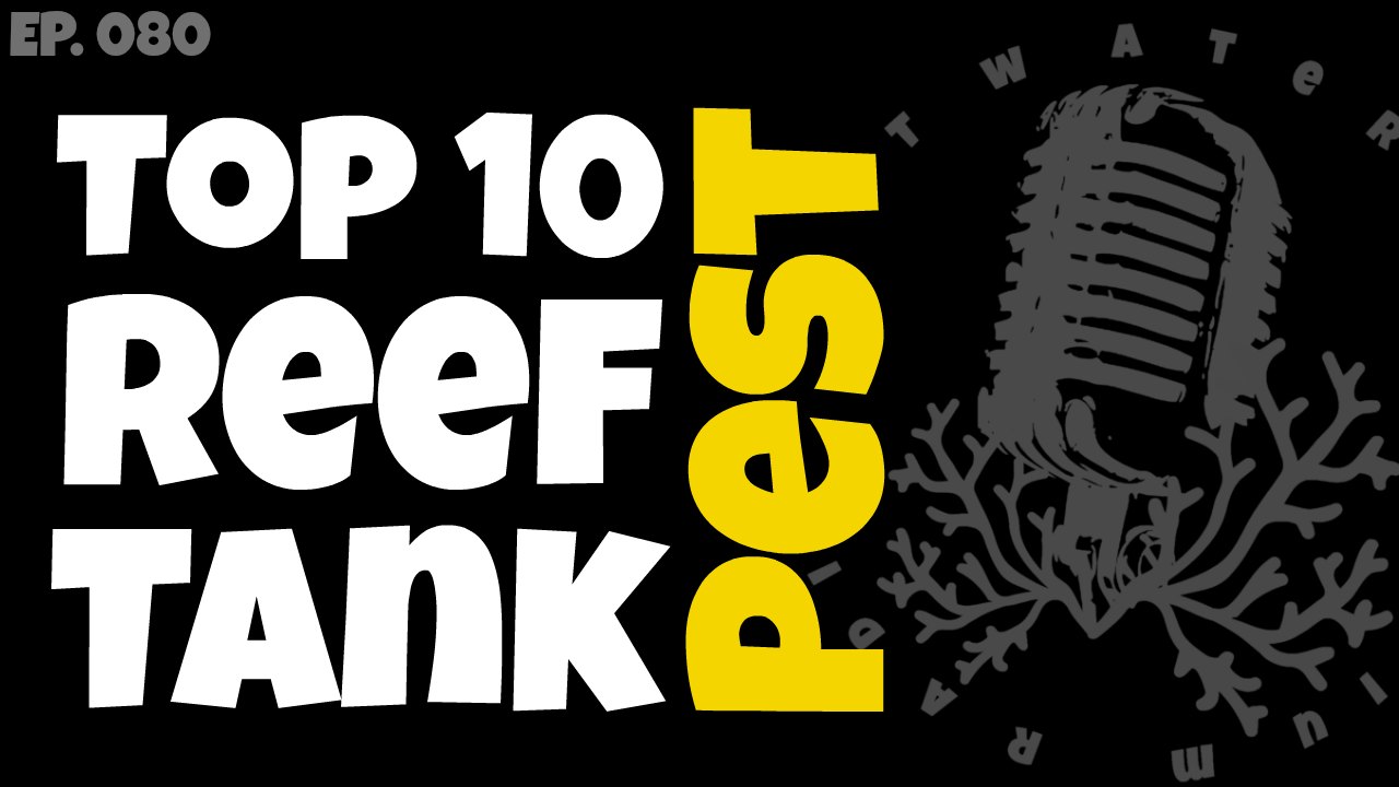 Reef-Tank-Podcast