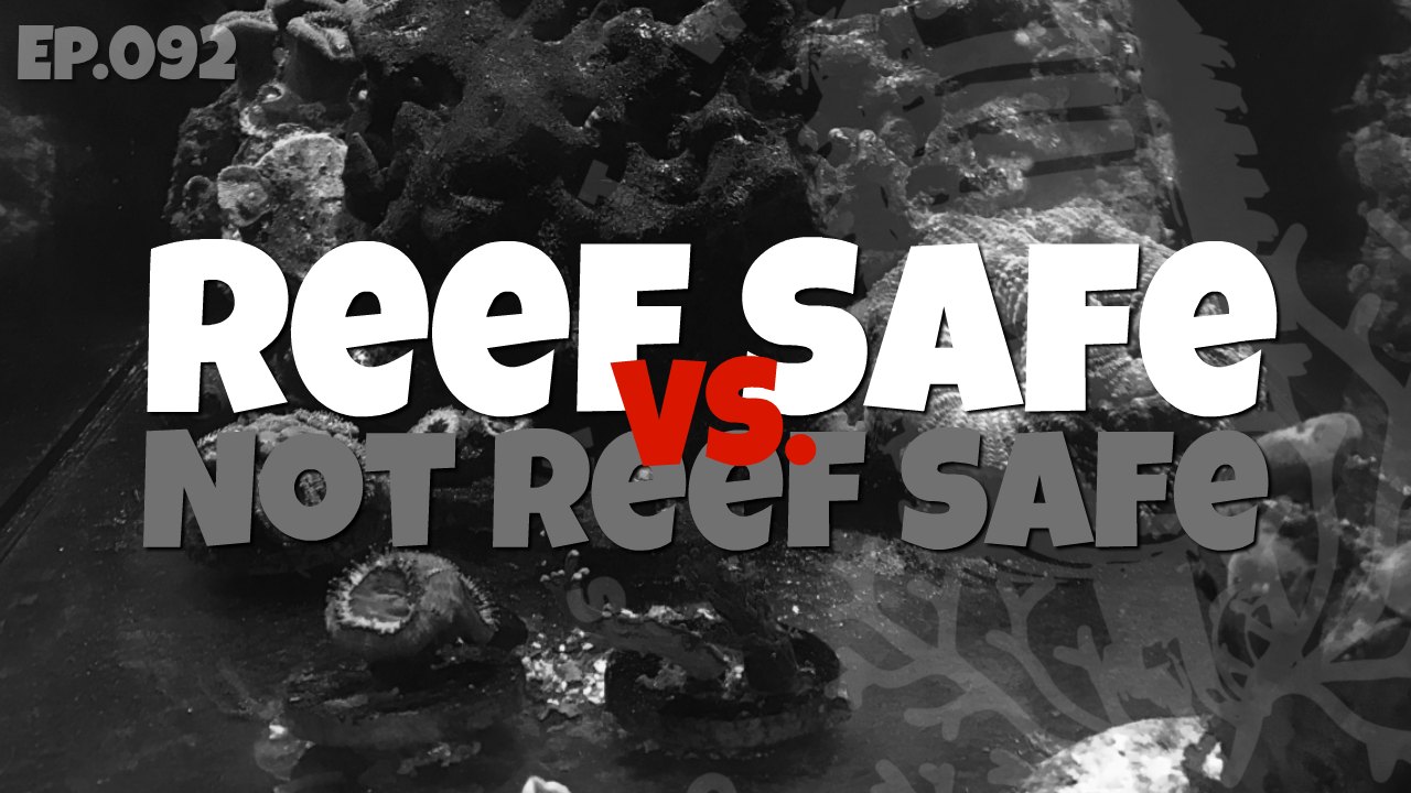Reef-Tank-Podcast-3