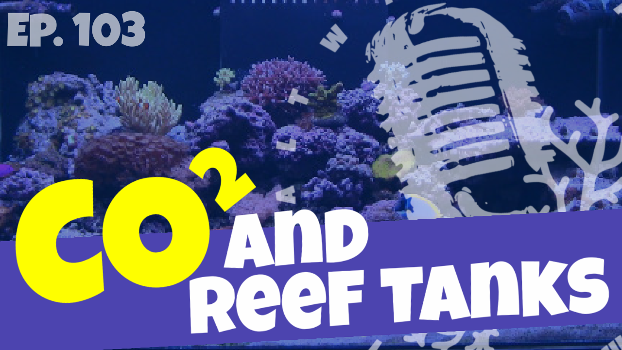 Reef Tank Podcast-3
