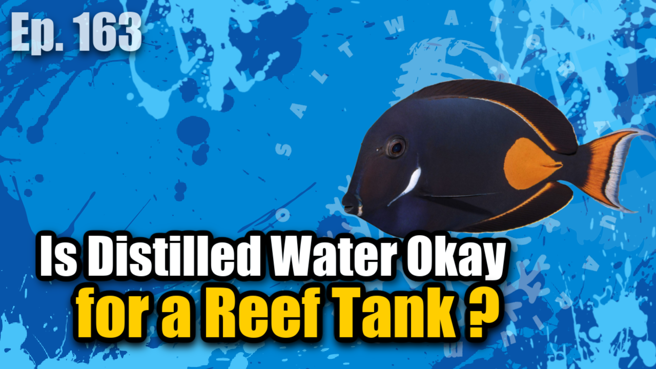Reef Tank PodcastThumbnail EP163