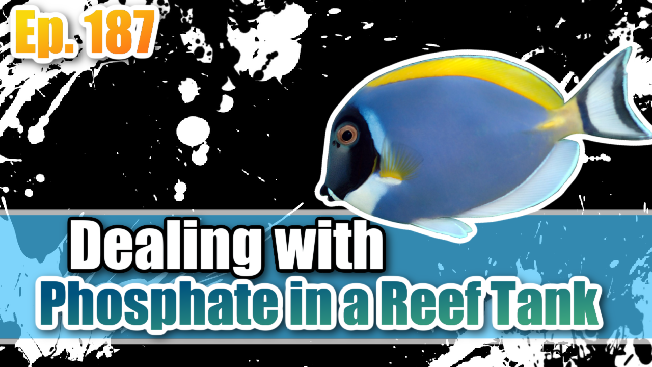 Reef Tank PodcastThumbnail EP187 copy
