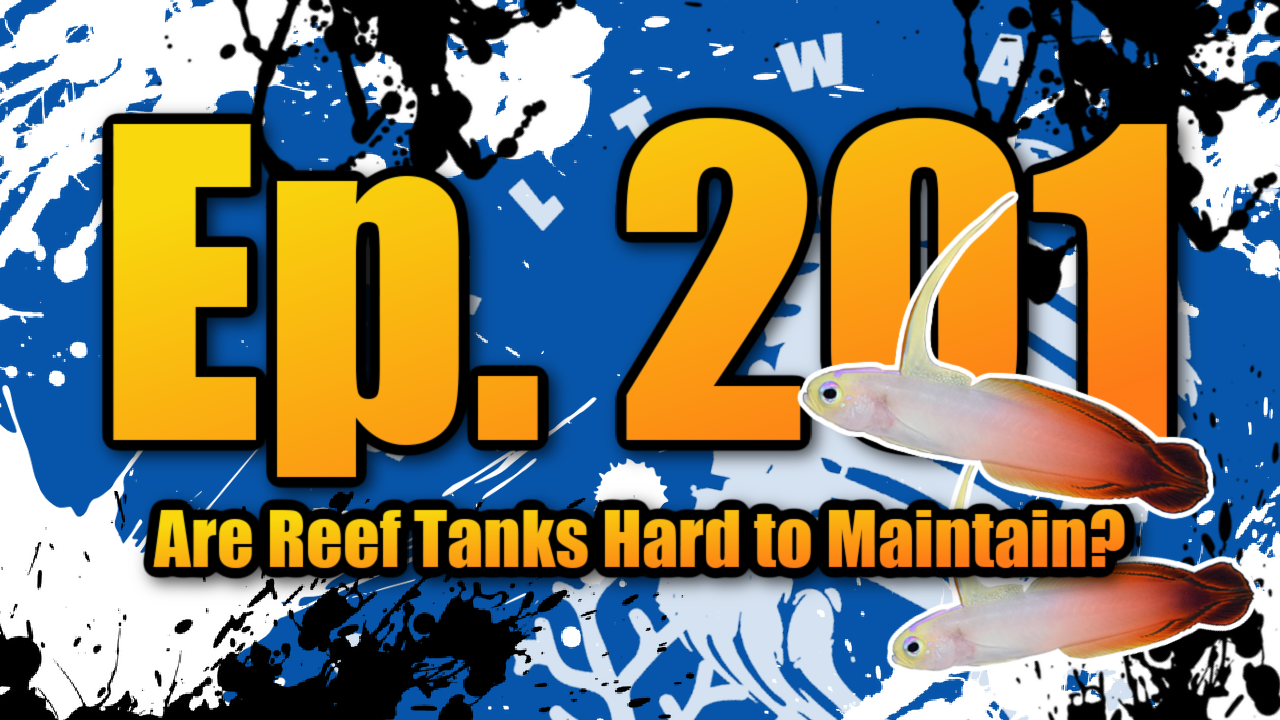 Reef Tank PodcastThumbnail EP201