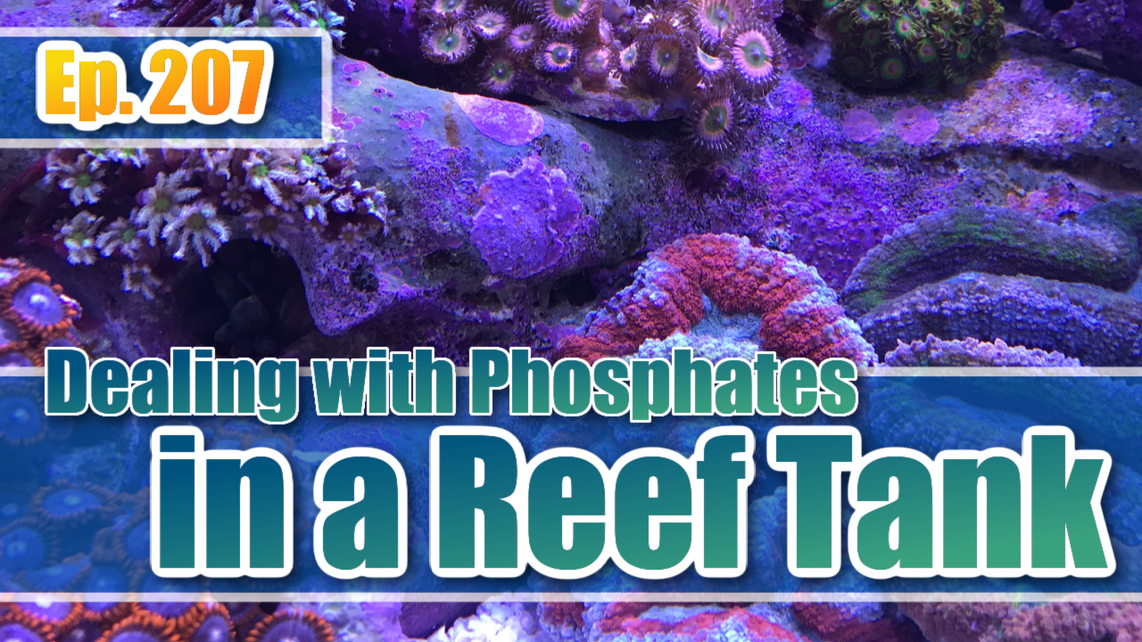 Reef Tank PodcastThumbnail EP207