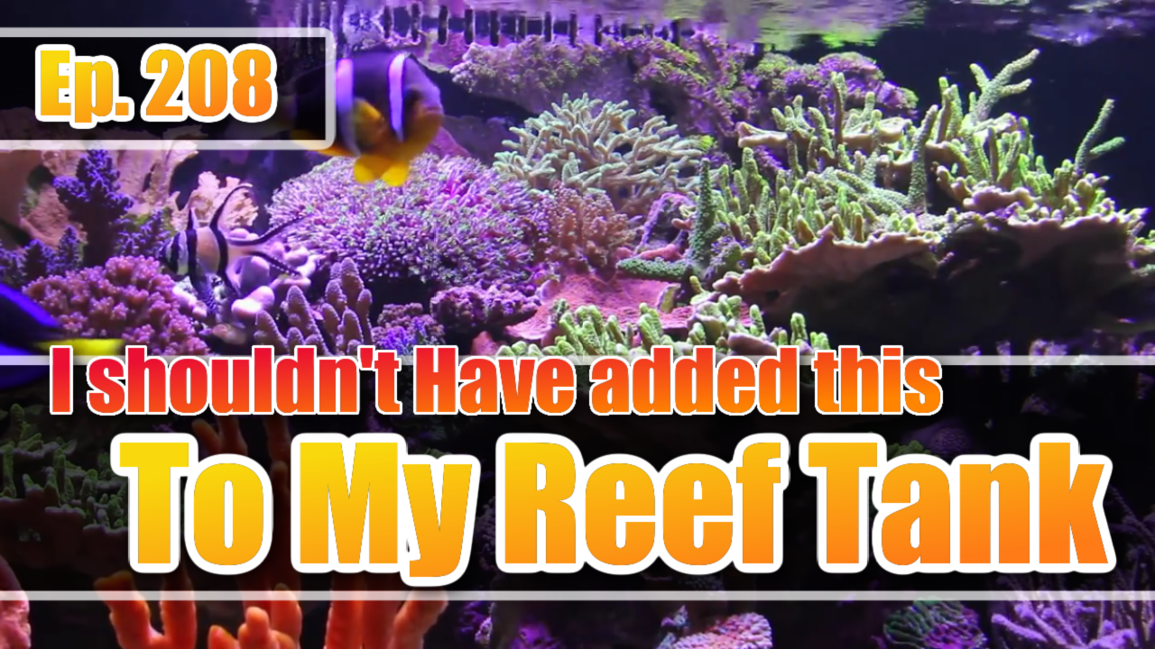 Reef Tank PodcastThumbnail EP208
