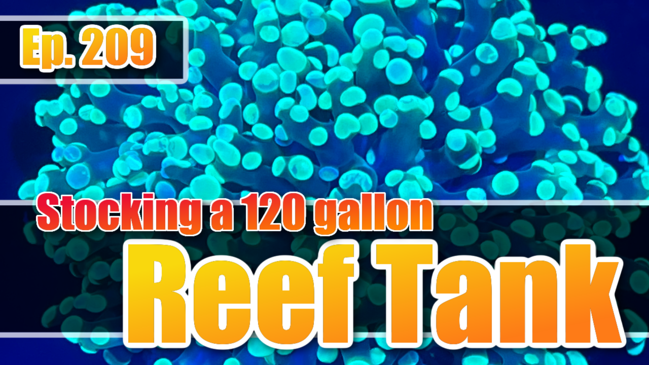 Reef Tank PodcastThumbnail EP209