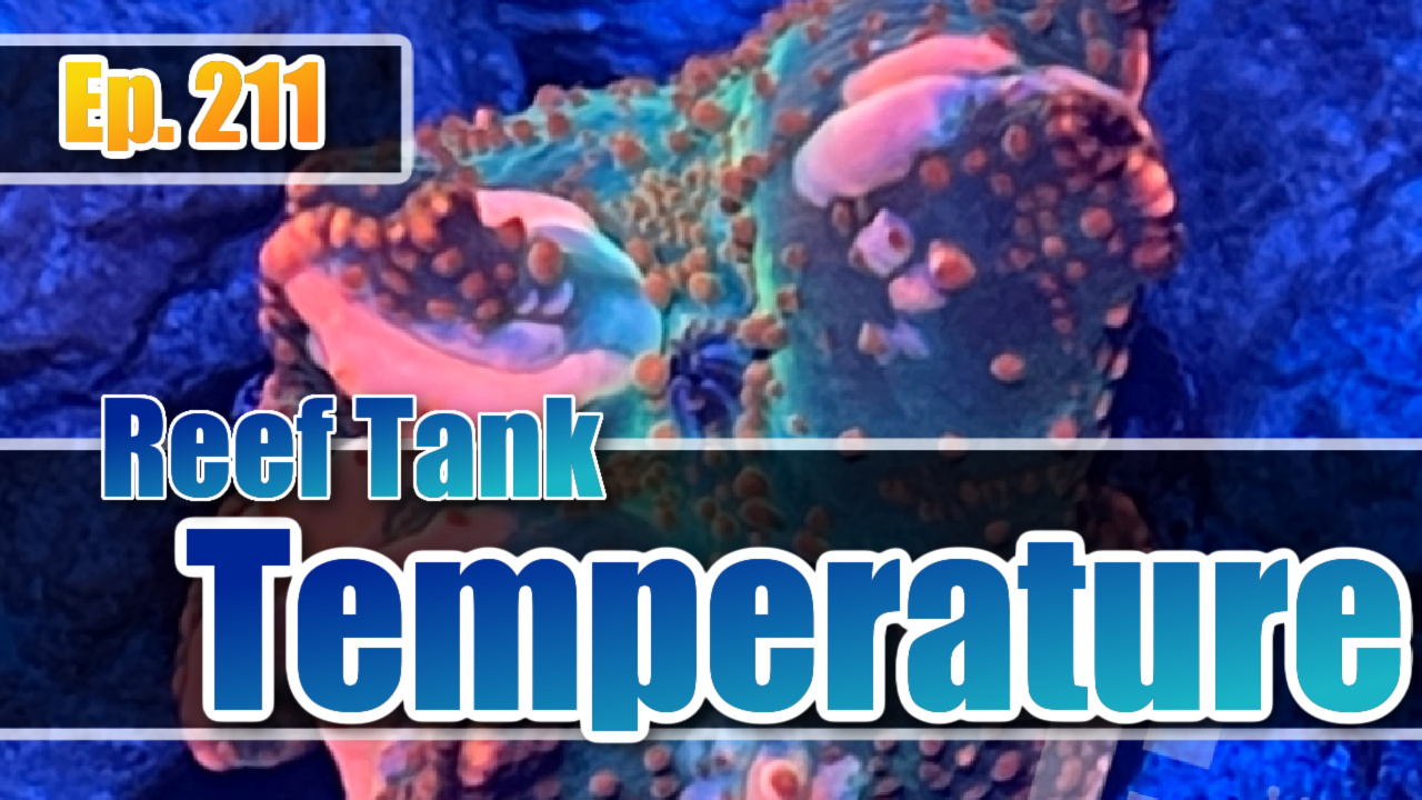 Reef Tank PodcastThumbnail EP211