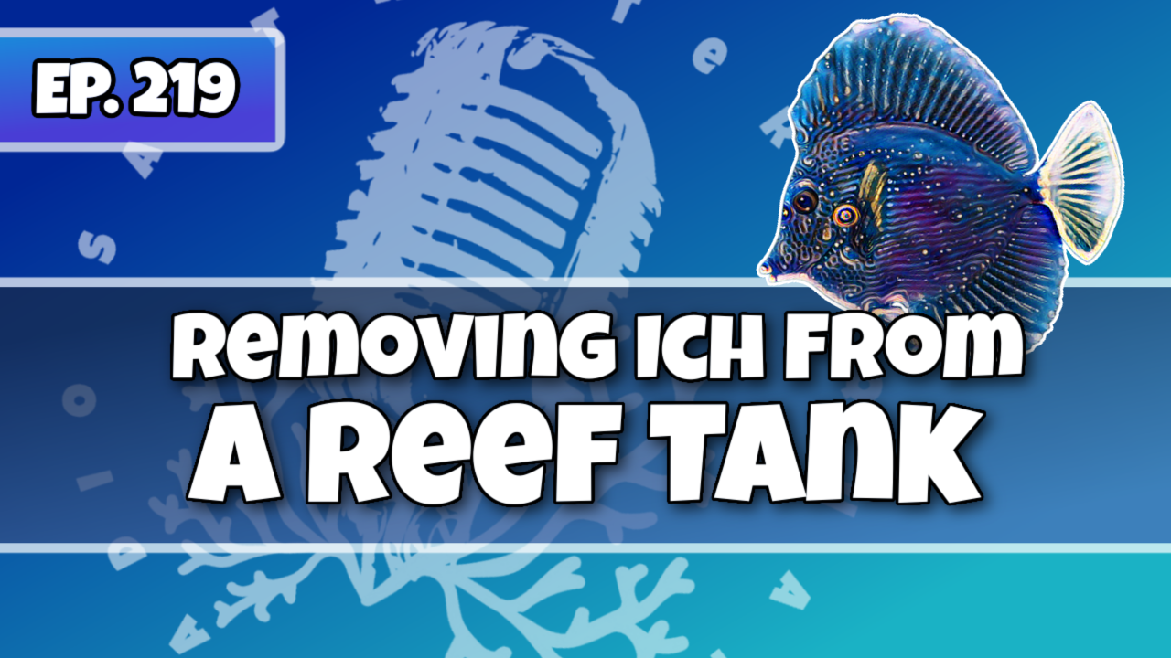 Reef Tank PodcastThumbnail EP219