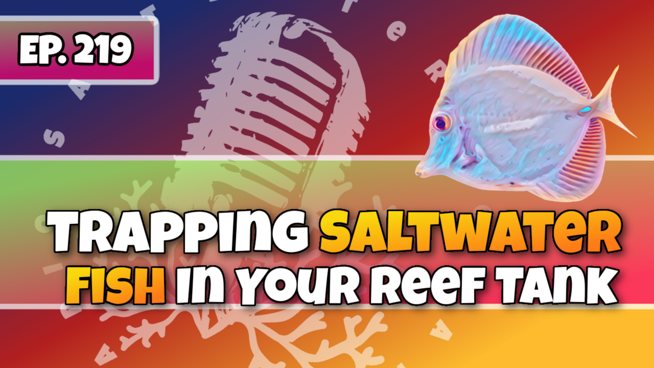 Reef Tank PodcastThumbnail EP220