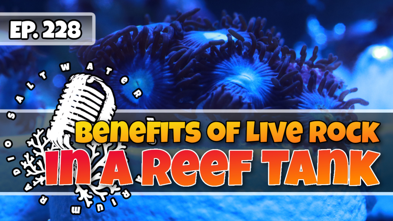 Reef-Tank-PodcastThumbnail-EP228