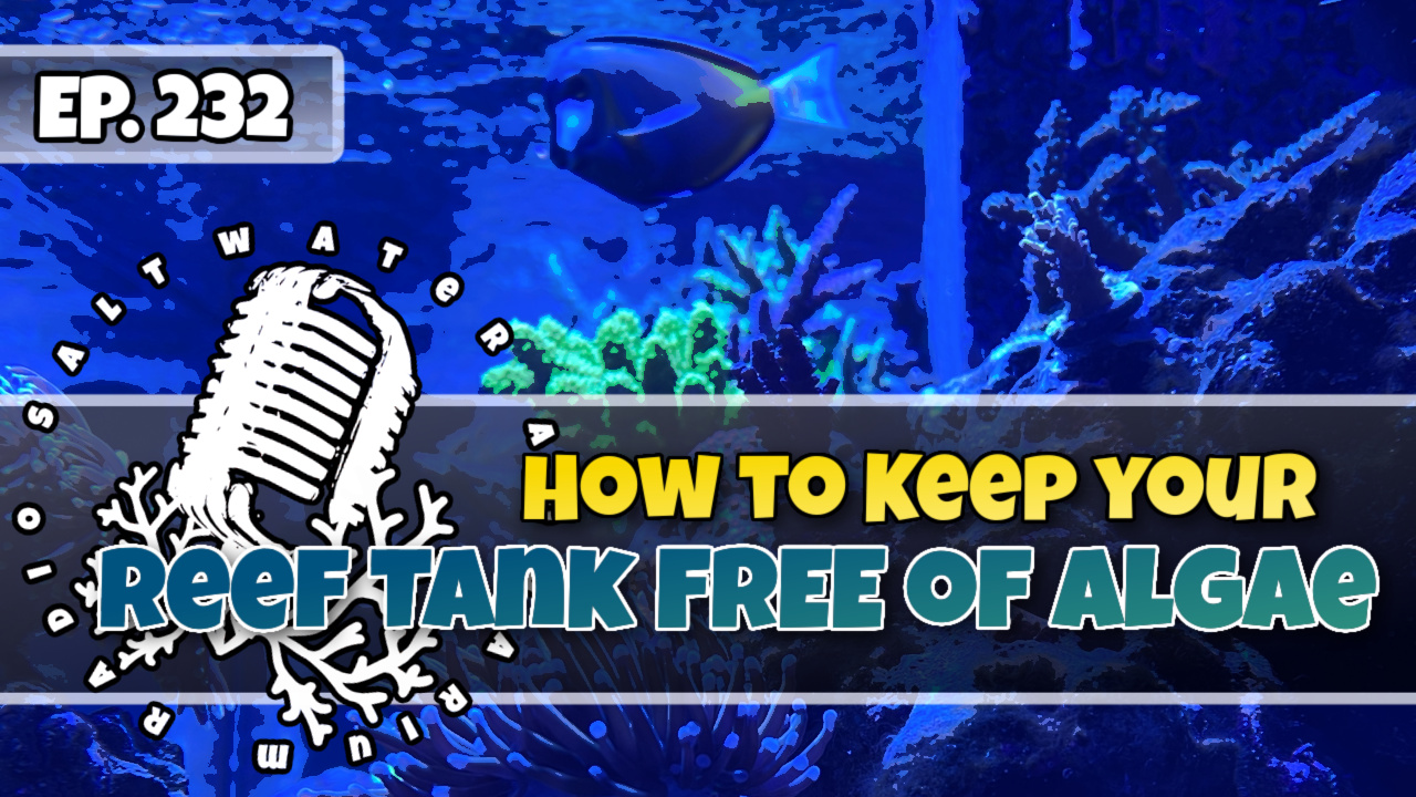 Reef Tank PodcastThumbnail EP232