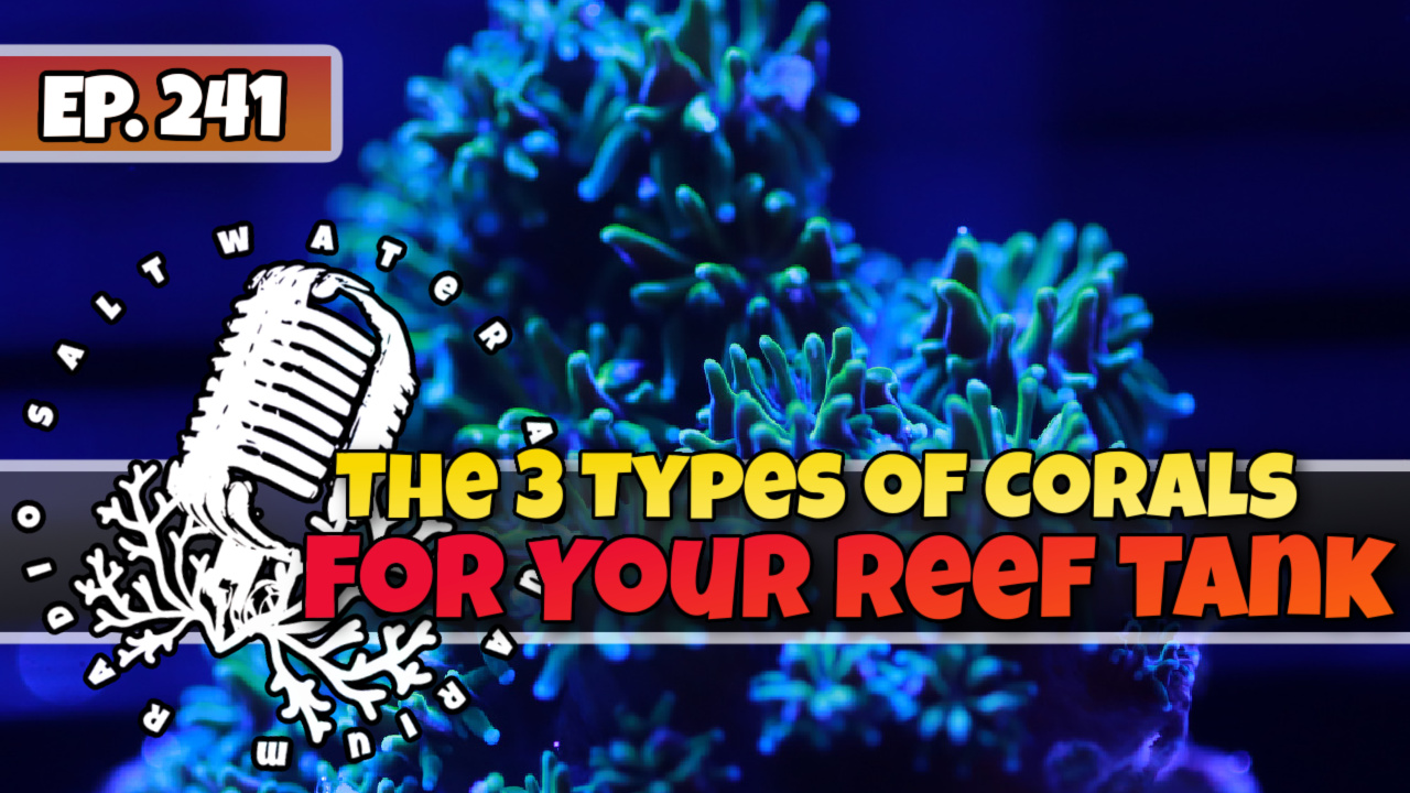 Reef Tank PodcastThumbnail EP241