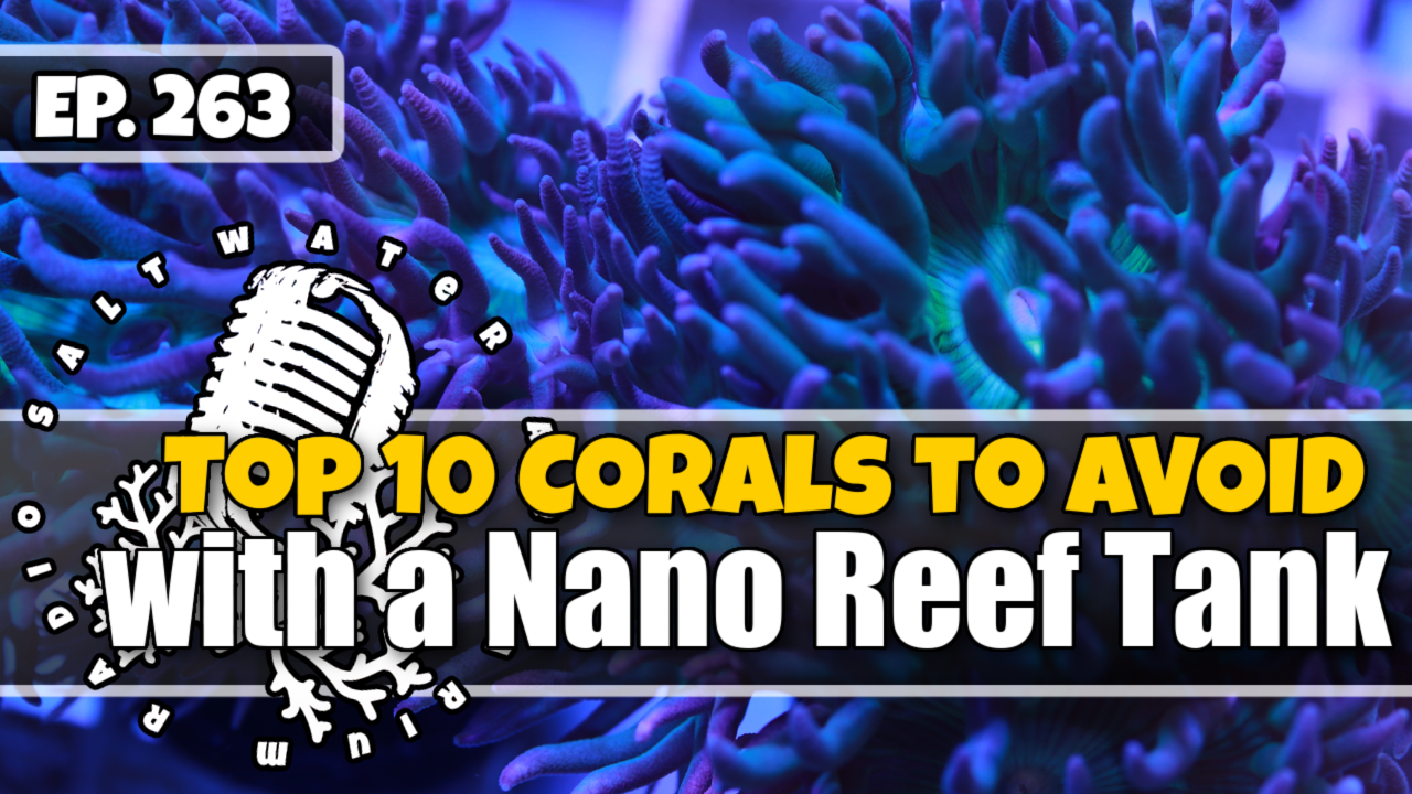 Reef Tank PodcastThumbnail EP263